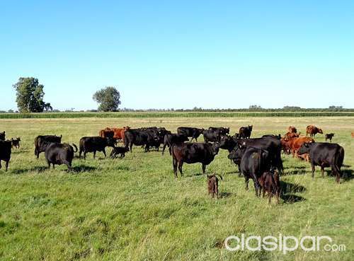 BUSCO ALQUILAR ESTANCIAS GANADERAS PARA CRÍA Y ENGORDE DE 700 A 6000 HAS. — foto 2