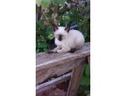 My pet veterinaria vende :gatitos siamés