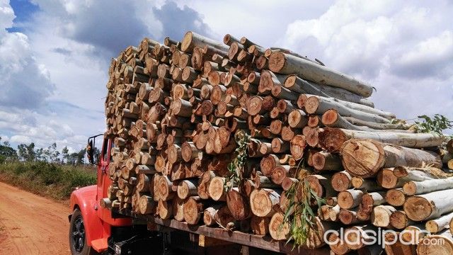 COMPRO,PLANTACIONES DE EUCALIPTOS,RALEO, — foto 2