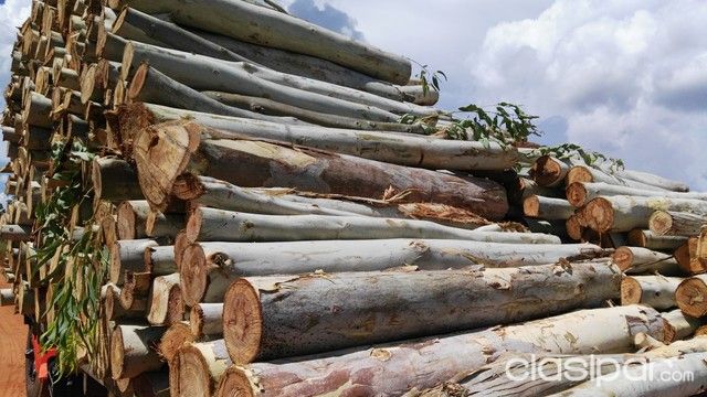 COMPRO,PLANTACIONES DE EUCALIPTOS,RALEO, — foto 3