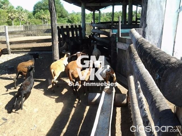 VENDO PROPIEDAD RURAL EN CONCEPCIÓN 1200 HECTÁREAS — foto 3