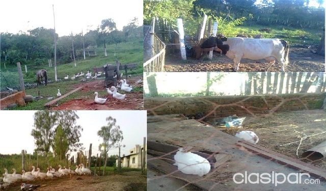 PROPIEDAD EN LUQUE 7.271 M2, CERCA DE REMONTA, A 500 MTS. DE RUTA LUQUE-AREGUA — foto 2
