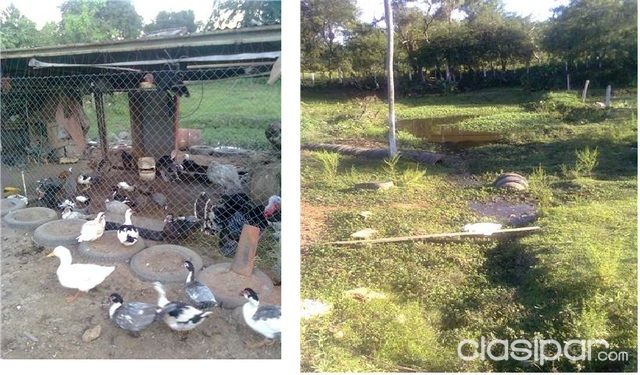 PROPIEDAD EN LUQUE 7.271 M2, CERCA DE REMONTA, A 500 MTS. DE RUTA LUQUE-AREGUA — foto 3