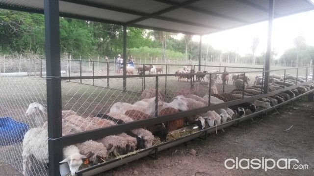Vendo campo de 10.5 ha. en barrero EUSEBIO AYALA — foto 3