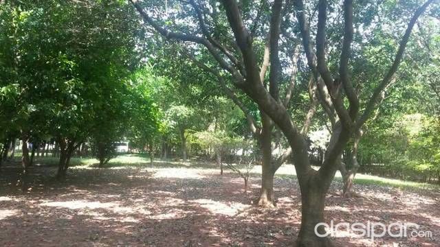 Oferto 6 hermosos terrenos en caacupe — foto 3
