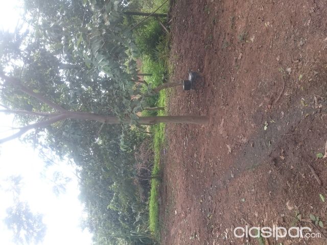 Terreno en lautelty Luque — foto 2