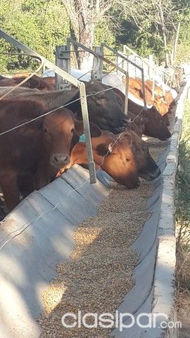 ESTANCIA GANADERA EN EMBOSCADA A SOLO 46 KM. DE ASUNCIÓN — foto 2
