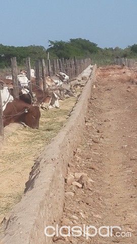 ESTANCIA GANADERA EN EMBOSCADA A SOLO 46 KM. DE ASUNCIÓN — foto 3