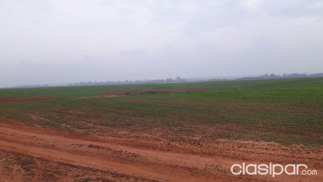 ALQUILO 500 HAS DE TIERRA PARA CULTIVOS DE GRANOS CON GALPÓN PARA GRANOS, GALPÓN PARA MAQUINARIAS — foto 2