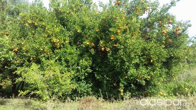 SUPER OFERTA DE 8 HECTAREAS EN BARRERO A 50 METROS DEL ASFALTO — foto 2