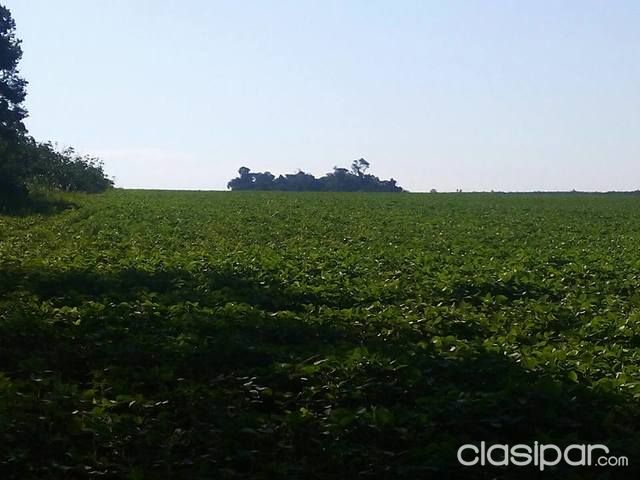 VENDO 25 HECTAREAS EN KM.18 ACARAY MINGA GUAZU 250 X 1000 TITULADO PRECIO DE OFERTA ESPECIAL PARA INDUSTRIA MECANIZADO — foto 2