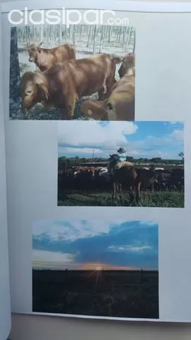 SANTA ROSA DE LIMA SAN PEDRO: 3.030 HAS IDEALES P GANADERIA EN VENTA - 3.000 USDHA — foto 3