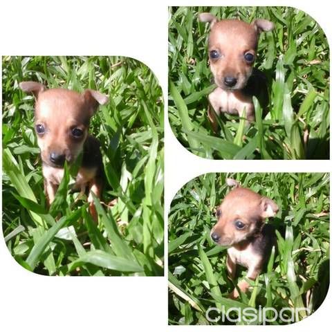 Pinscher Tamaño Micro Y Cero — foto 2