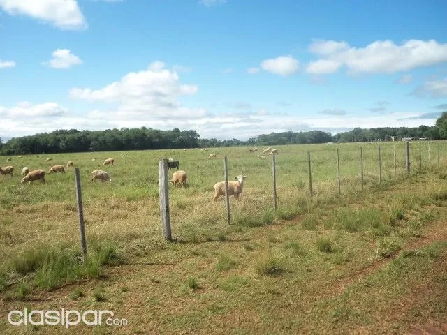 VENDO 150 HAS,TIERRA AGRÍCOLA MECANIZADA -PIRIBEBUY VALENZUELA A 2 KMS DEL ASFALTO — foto 3