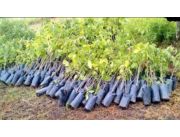 Vendo Arboles Nativos - Reforestacion