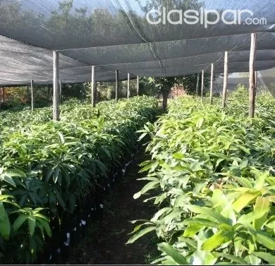 Vendo Plantas Frutales #32468 | Clasipar.com en Paraguay