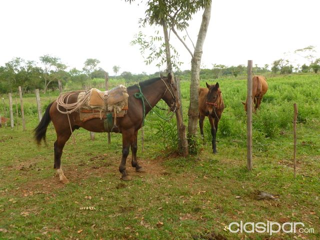 vendo terreno en el interior — foto 2