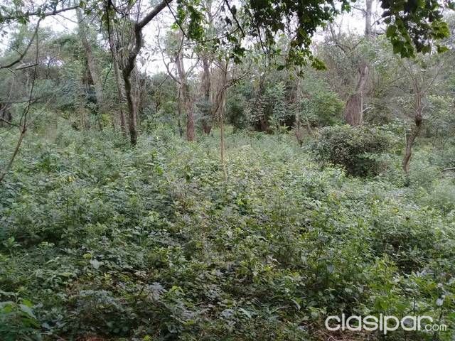 Un terreno — foto 3