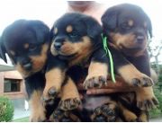 ROTTWEILER CACHORROS DE 40 DIAS MUY PUROS