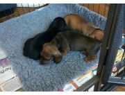 VENDO HERMOSOS CACHORROS TECKEL Mini!!!!