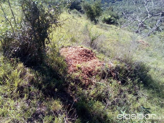 vendo en pirayu por no poder atender — foto 3