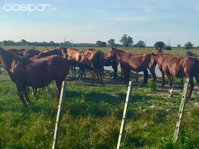 Vendo campo en limpio — foto 2