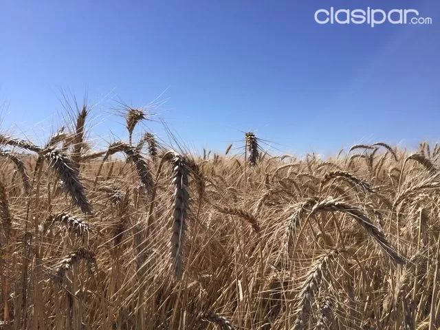 SUPER OFERTA EN ITAPUA SAN PEDRO DEL PARANA VENDO TERRENO DE 60 HAS AGRÍCOLAS TOTALMENTE MECANIZADAS — foto 2