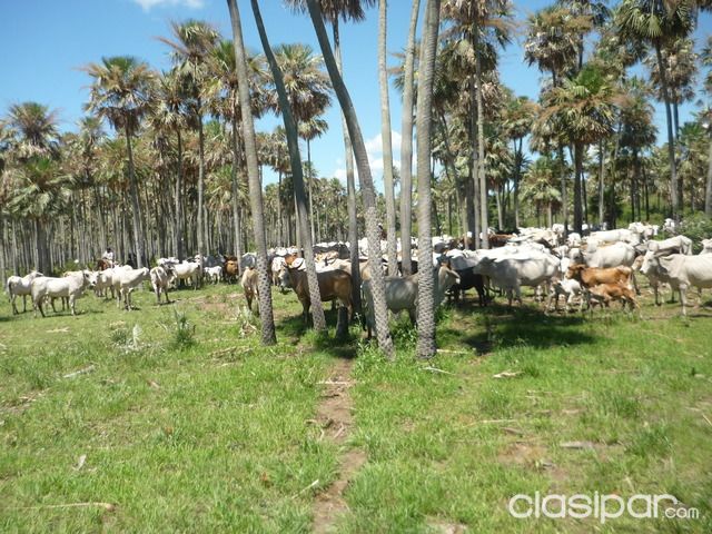 VENDO CAMPO 2300has — foto 2