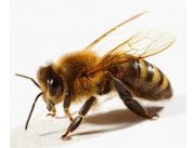 Apiterapia para ARTROSIS