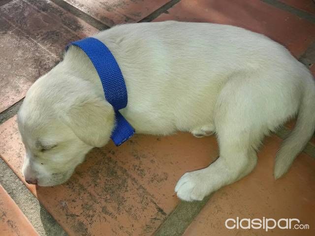 Cachorro Labrador — foto 2