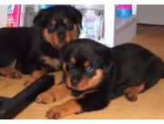 ROTTWEILER PUROS GENETICA ALEMANA BELLEZA , IMPERDIBLES!!! HAGA SUS PEDIDOS