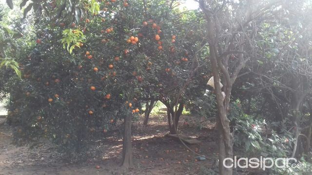 SUPER OFERTA DE 8 HECTAREAS EN BARRERO A 50 METROS DEL ASFALTO — foto 3