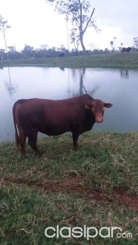 Vendo Campo en Santani — foto 3
