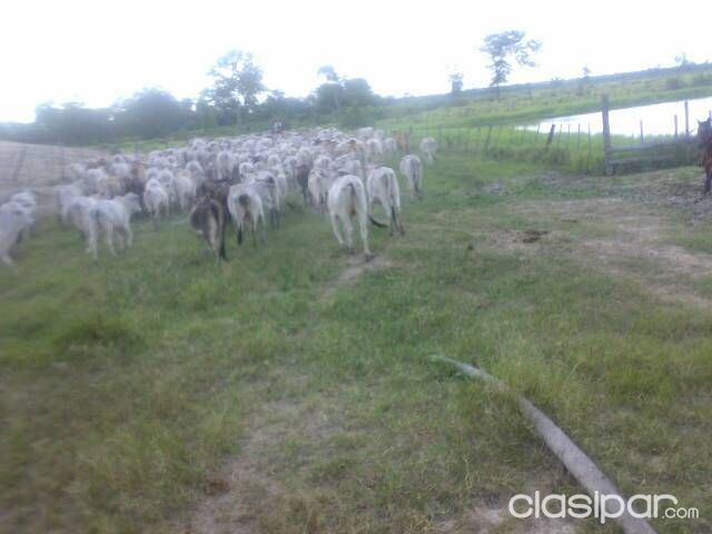 Ofrezco 7200 hctas en Caazapa 4000 hctas para cultivo de soja y el resto para agroganaderia — foto 2