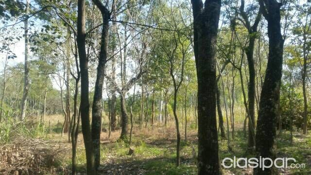 Vendo 5 hectarea — foto 2