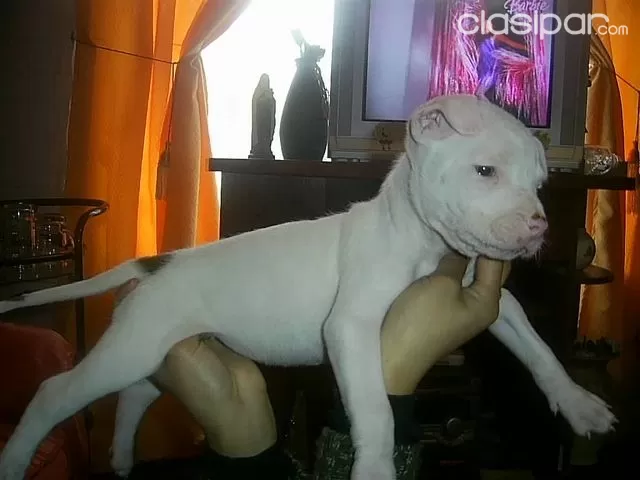 cachorros pitbull blancos y marrones