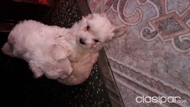 hermosos caniches toy. — foto 3