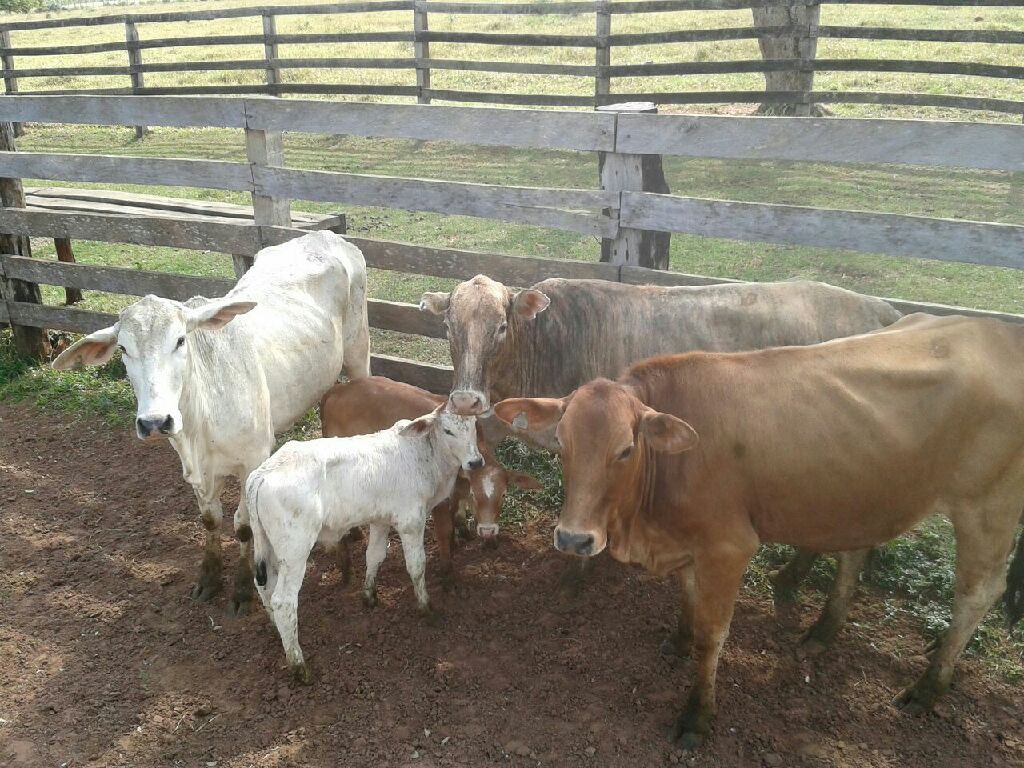 VENDO ESTANCIA EN VAQUERIA SOBRE LA RUTA!!! — foto 2