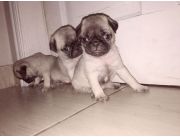 Cachorritos pug machos y hembras