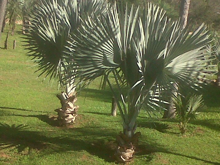 VENDO HERMOSA MANSIÓN EN ALTOS — foto 2