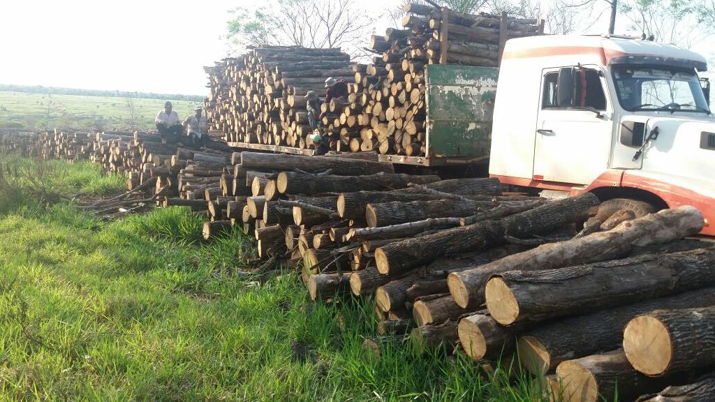 Ofrecemos eucalipto para leña — foto 2