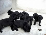 Cachorros labrador - labradores negros de 45 dias