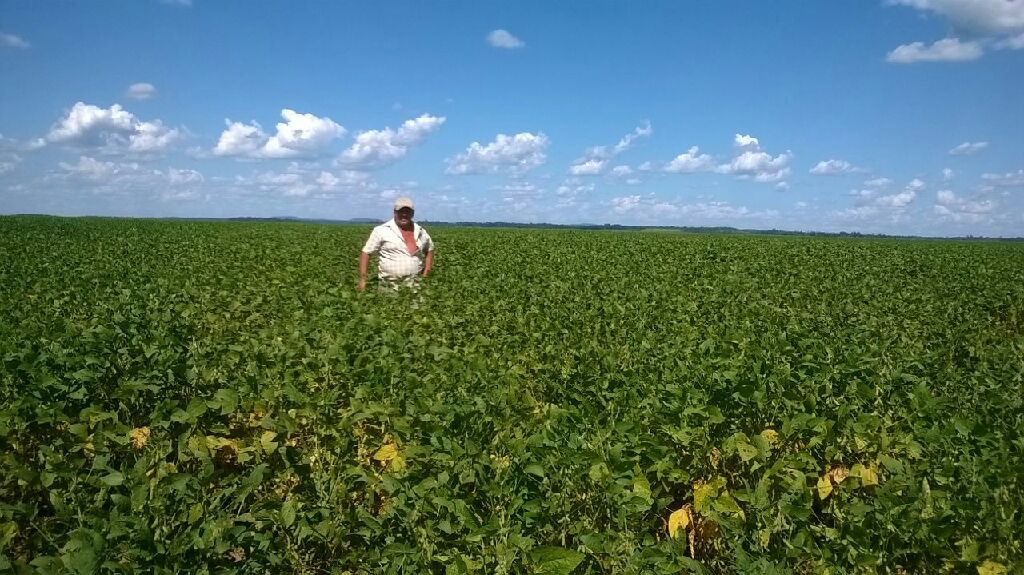 Alquilo campo para soja — foto 2