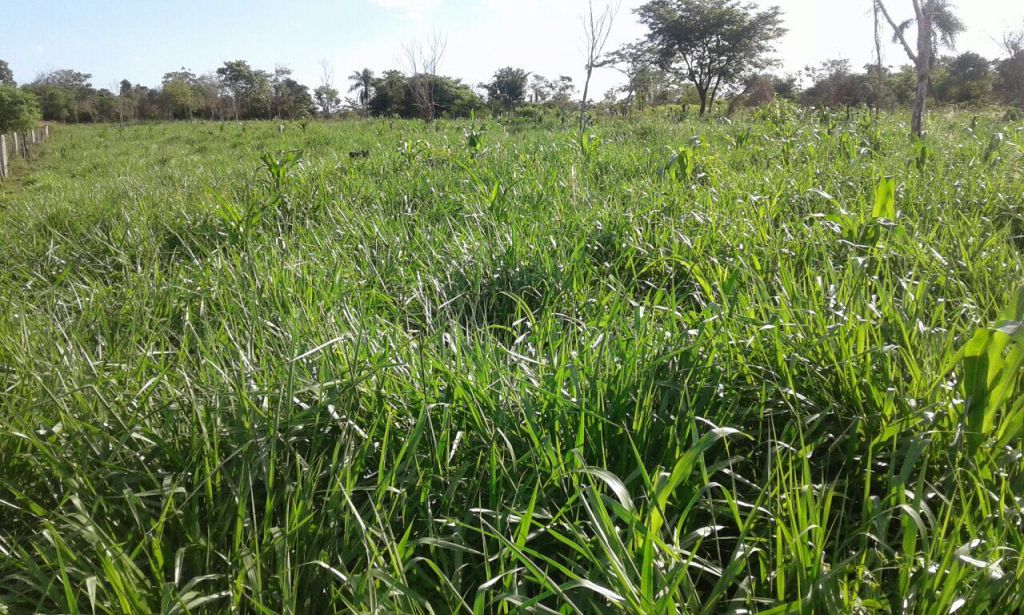 Vendo finca rural — foto 3