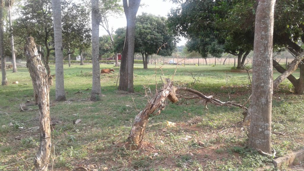 Vendo 5 lotes en Luque Mora Cue OFERTA — foto 2