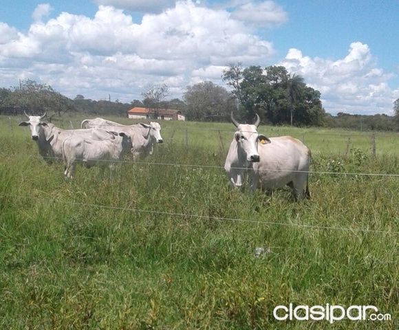 PROPIEDAD EN CONCEPCIÓN OPORTUNIDAD — foto 2