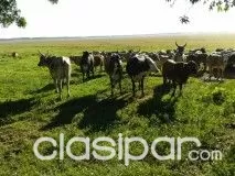 PARAGUARI - MBUYAPEY: MARAVILLOSAS 1.620 HAS EN VENTA! - TOTALMENTE DESARROLLADAS. — foto 3
