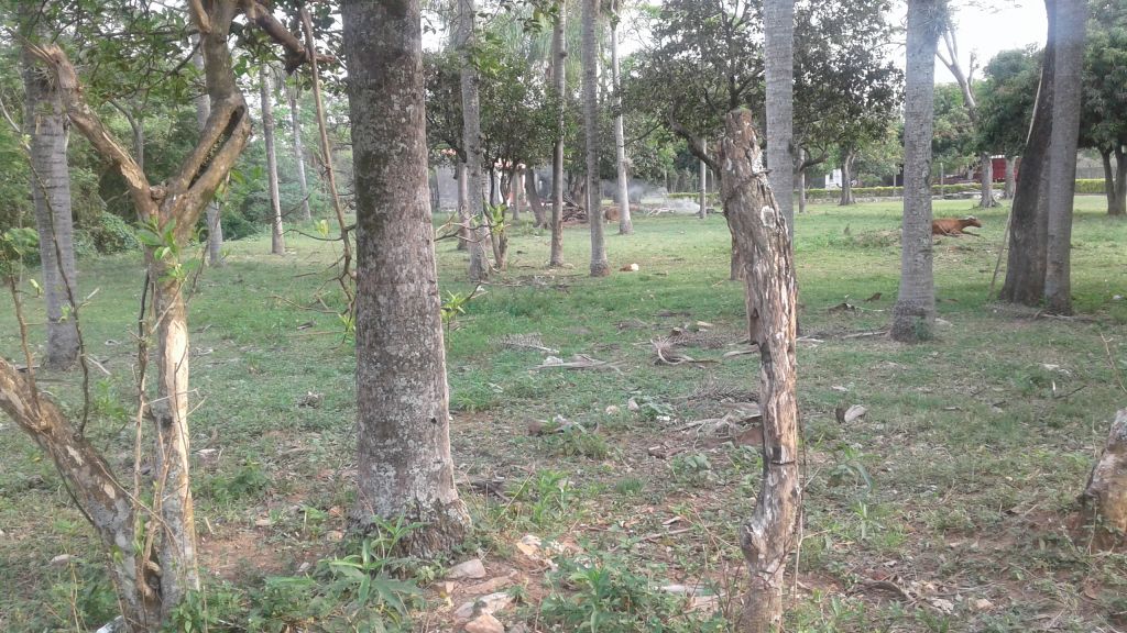 Oferta!!! Terreno En Luque Mora Cue — foto 2