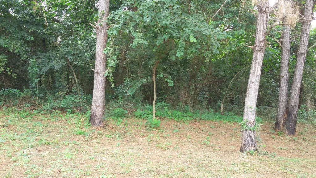 AREGUA-CAPIATA VENDO DOS HERMOSOS TERRENOS POR VIAJE — foto 2