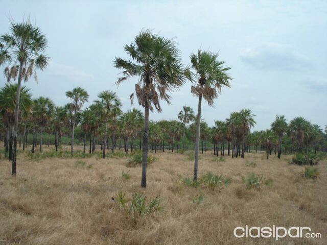 VENDO CAMPO EN BAHIA NEGRA - CHACO PARAGUAYO OFERTA!!! — foto 3